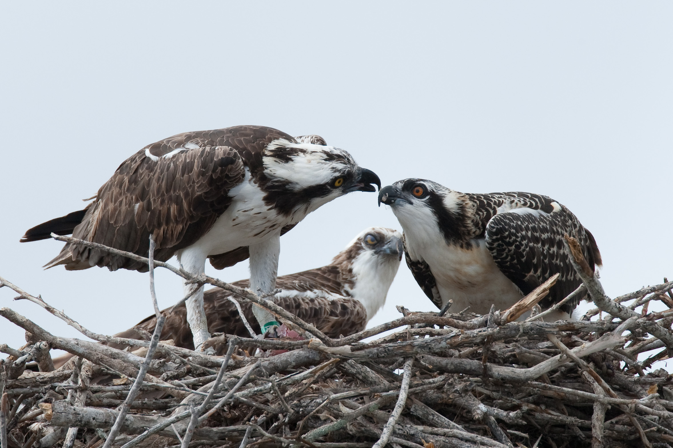 osprey bird information